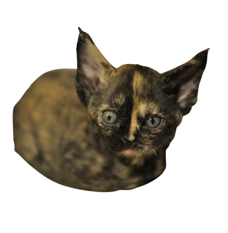 Schrödinger - CISO